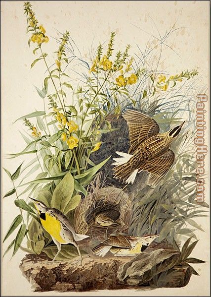 Meadowlark painting - John James Audubon Meadowlark art painting
